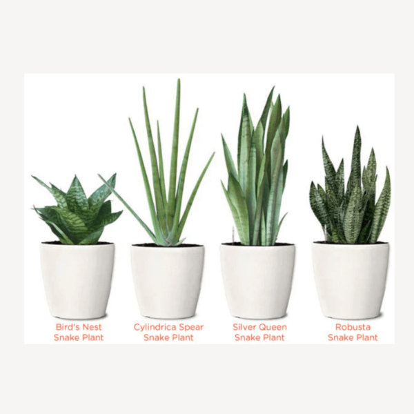 Snake Plant Zumafind