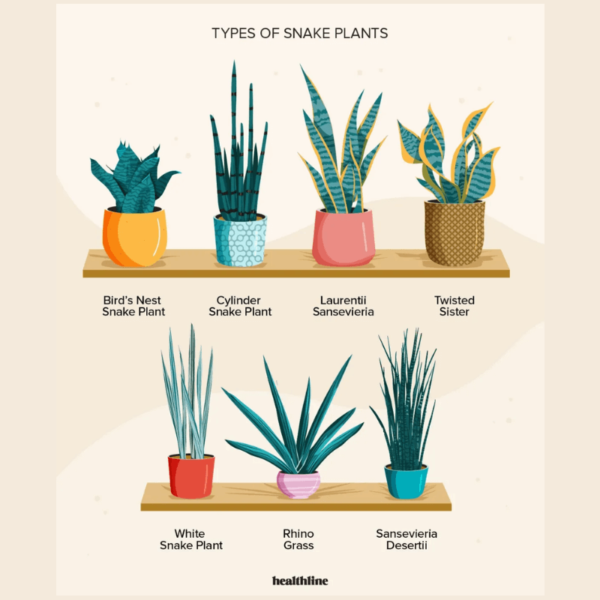 Snake Plant Zumafind