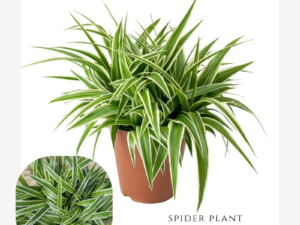 Spider Plant Zumafind