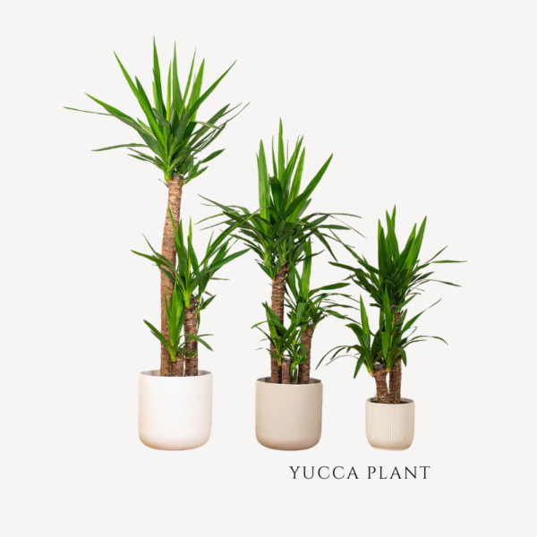 Yucca Plant Zumafind