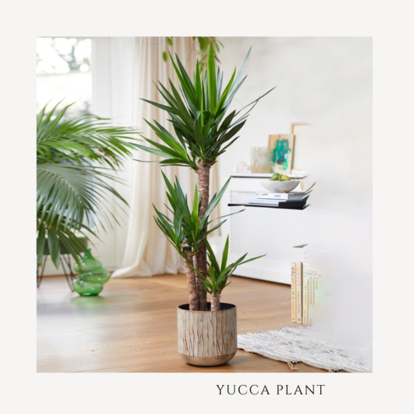 Yucca Plant Zumafind