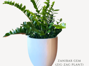 Zanibar Gem Zig-Zag Plant Zumafind