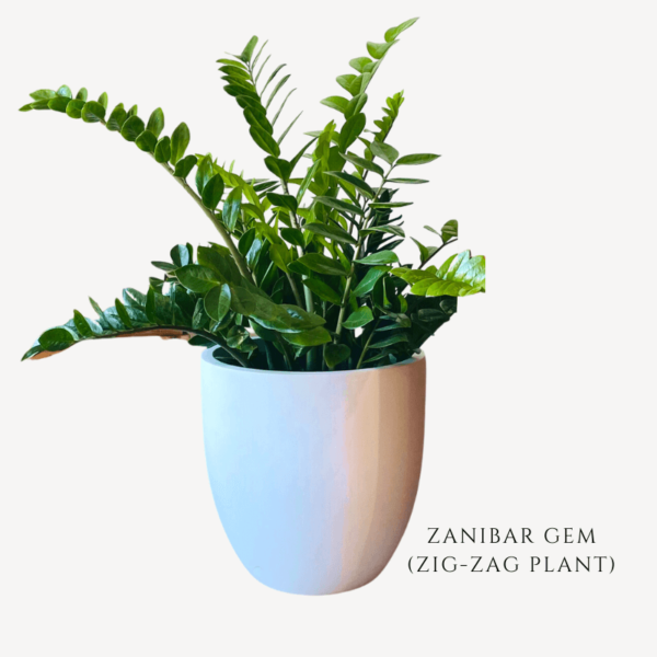 Zanibar Gem Zig-Zag Plant Zumafind