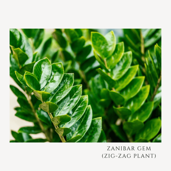 Zanibar Gem Zig-Zag Plant Zumafind