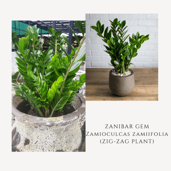 Zanibar Gem Zig-Zag Plant Zumafind