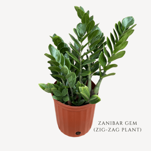 Zanibar Gem Zig-Zag Plant Zumafind