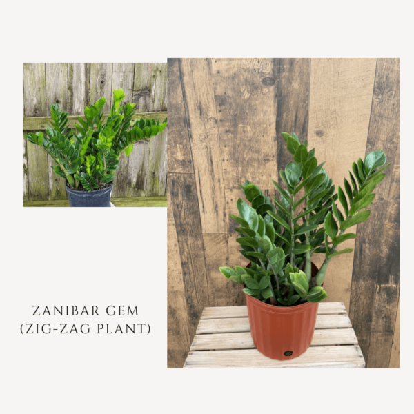 Zanibar Gem Zig-Zag Plant Zumafind