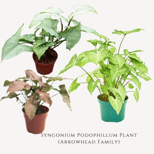 Syngonium Podophillum Plant (Arrowhead Family)