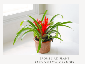 bromeliad plant zumafind