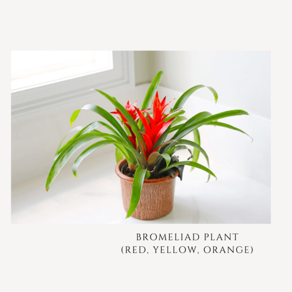 bromeliad plant zumafind