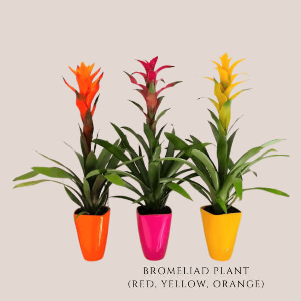 bromeliad plant zumafind