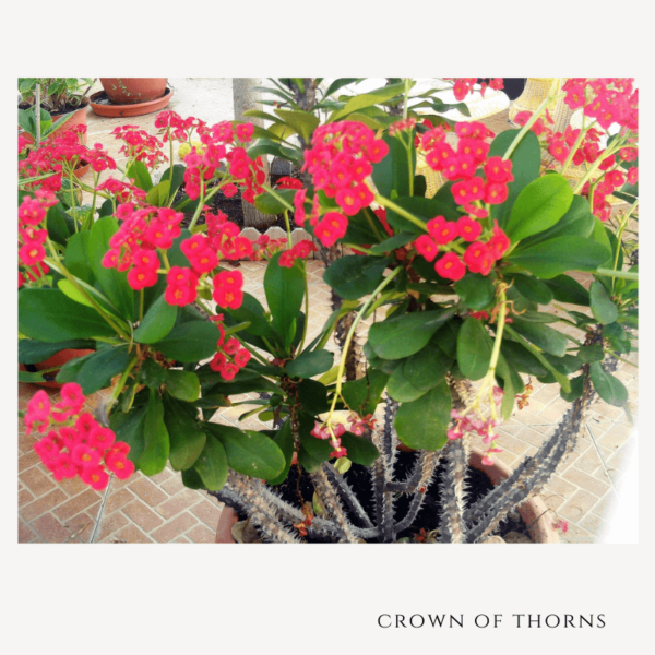 crown of thorns zumafind