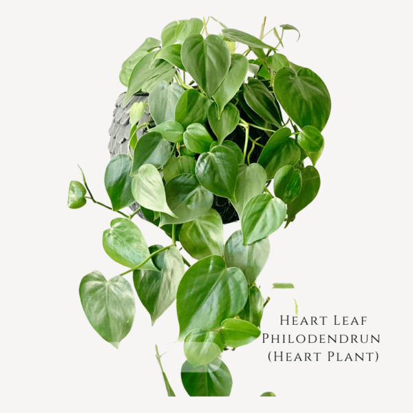 heartleaf plant zumafind