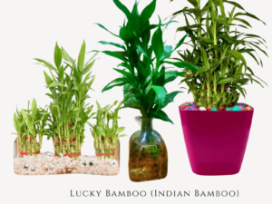 indian bamboo zumafind