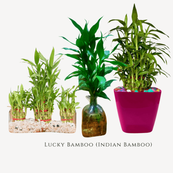 indian bamboo zumafind