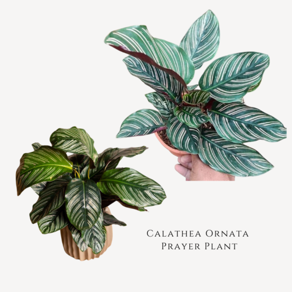 Calathea Ornata Prayer Plant Zumafind