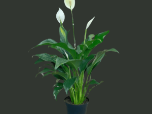 peace lily zumafind