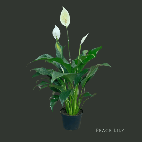 peace lily zumafind