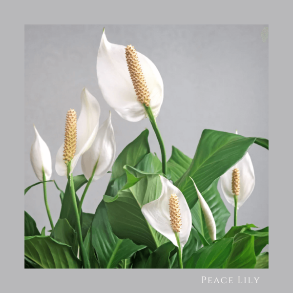 Peace Lily Zumafind