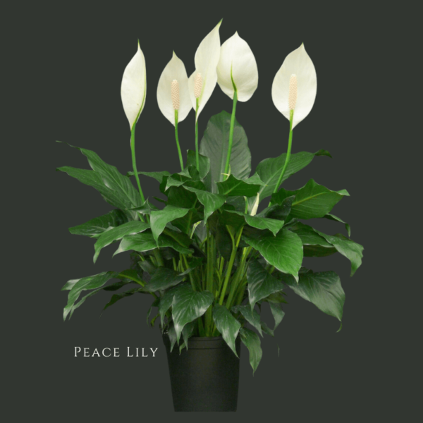 Peace Lily Zumafind