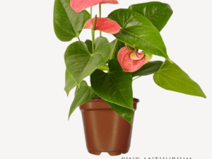 Pink Anthurium Zumafind