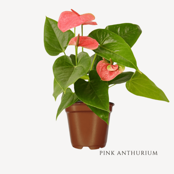 Pink Anthurium Zumafind