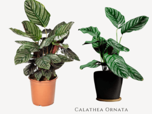 Calathea Ornata Prayer Plant Zumafind