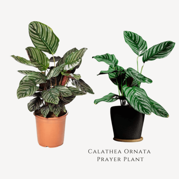 Calathea Ornata Prayer Plant Zumafind