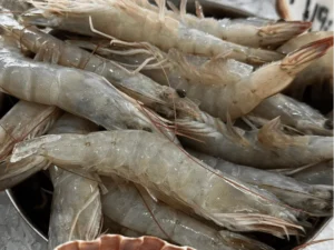 Fresh King Prawn Zumafind