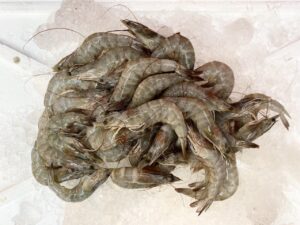 Fresh Prawn Zumafind