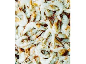 Fresh Shrimps Zumafind