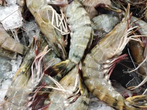 Fresh Tiger Prawn Zumafind